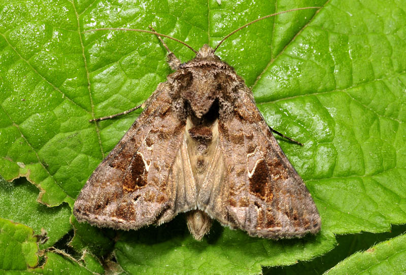 Noctuidae - Ctenoplusia accentifera